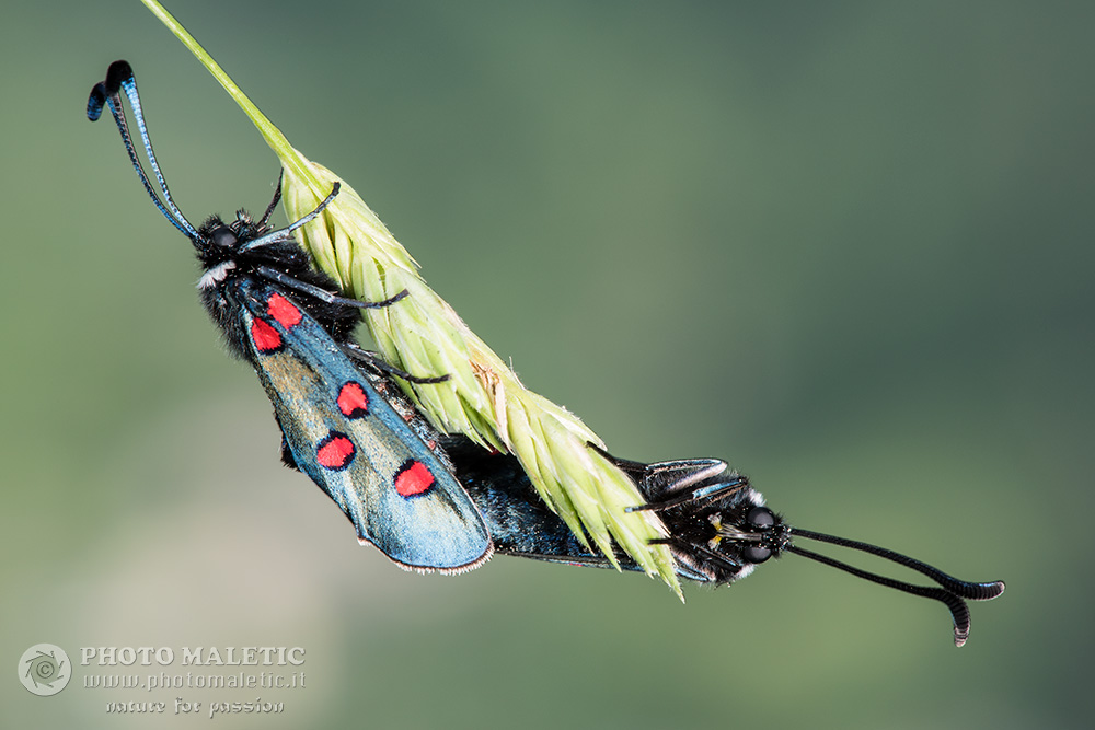 ID, possibile Zygaena lavandulae? S